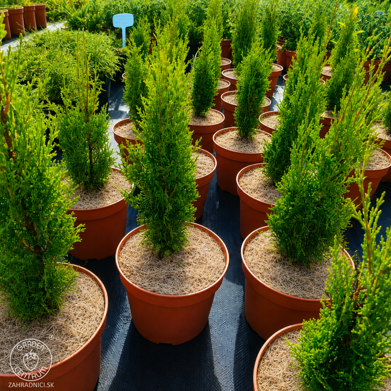 Obrázok Cyprus vždyzelený (Cupressus sempervirens) ´TOTEM´ - výška 25-35 cm, kont. C2L